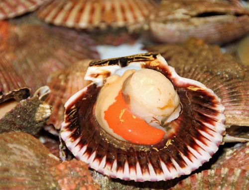 Tasty scallops can be seasoned with white wine